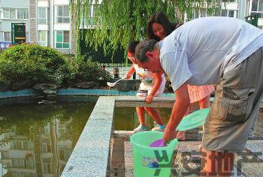 江南一品小區(qū)景觀池再現(xiàn)桃花水母